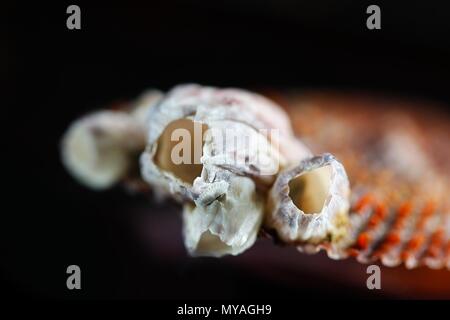 Acorn bay barnacle, Amphibalanus improvisus, an invasive harmful species