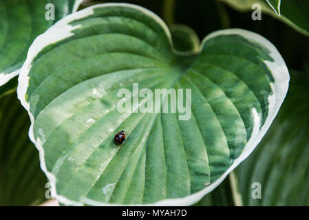 A harlequin ladybird (harmonia axyridis spectabilis) on a hosta leaf Stock Photo