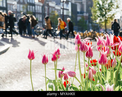 Colorful Tulip Flowers In Downtown Amsterdam City Of Netherlands Stock Photo