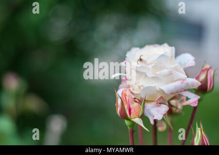 Mystica rose by Marchese. a white and red rose in foreground. above the flower there is a little spider and on the stem there are snails. boken light Stock Photo