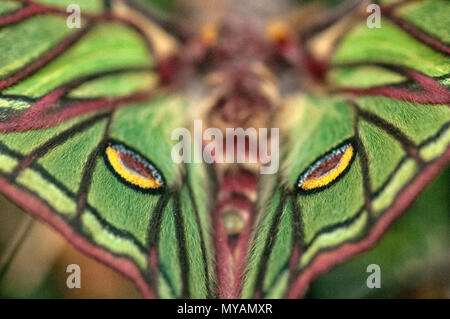 Elizabethan butterfly (Graellsia isabelae), detail of the wings, Spain Stock Photo