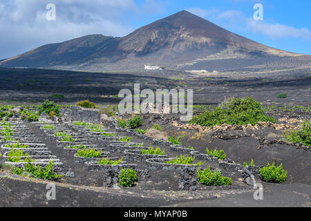 Vineyards on black volcanic soil near Geria in Lanzarote, Canary Islands, Spain Stock Photo