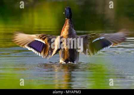 A rear view of an adult male Mallard duck (Anas platyrhynchos), spreading his wings on the calm water of the beaver pond at Maxwell Lake near Hinton A Stock Photo
