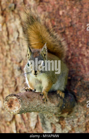 A vertical image of a young red squirrel 'Tamiasciurus hudsonicus';sitting on a cut off tree branch looking forward with his tail over his back. Stock Photo