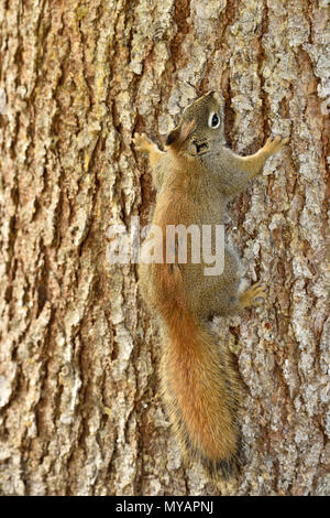 A vertical image of a young red squirrel 'Tamiasciurus hudsonicus'; climbing a spruce tree trunk near Hinton Alberta Canada Stock Photo