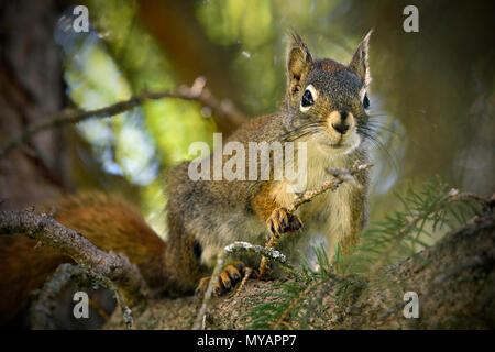 A close up image of a red squirrel 'Tamiasciurus hudsonicus'; sitting high in his tree looking down Stock Photo