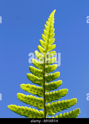Divided leaf of the ostrich fern, Matteuccia struthiopteris, with developing spores against blue sky. Stock Photo