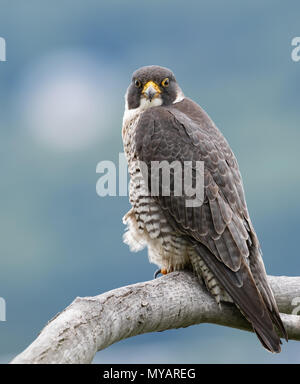 Peregrine Falcon Stock Photo