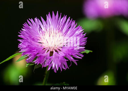 Purple flower of Persian cornflower (Centaurea dealbata) Stock Photo