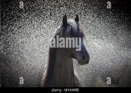 Paso Fino. Portrait of black stallion during hosing. Germany Stock Photo