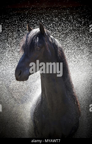 Paso Fino. Portrait of black stallion during hosing. Germany Stock Photo