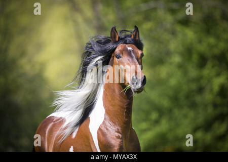 Paso Fino. Portrait of skewbald stallion. Germany Stock Photo