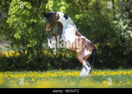 Paso Fino. Skewbald stallion rearing on a meadow. Germany Stock Photo