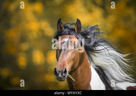 Paso Fino. Portrait of skewbald stallion. Germany Stock Photo