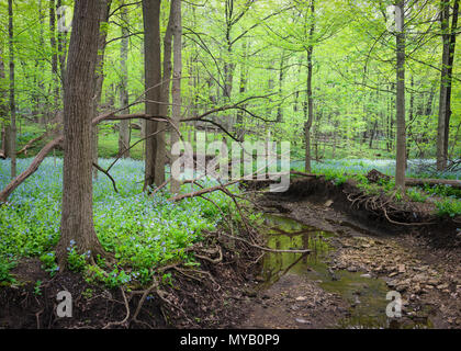A small creek flows peacefully through a woodland landscape of virginia bluebells on a spring day. Stock Photo