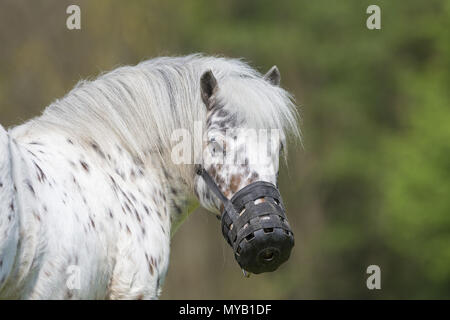 Shetland Pony. Leopard-spotted gelding on a meadow, wearing grazing muzzle. Germany Stock Photo