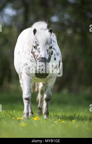 Shetland Pony. Leopard-spotted gelding on a meadow, wearing grazing muzzle. Germany Stock Photo