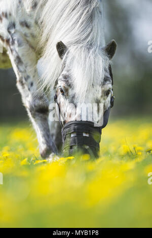 Shetland Pony. Leopard-spotted gelding on a meadow, wearing grazing muzzle. Germany Stock Photo