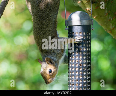 Grey Squirrel Clinging to a Bird Feeder Eating Sunflower Hearts Hanging from a Cherry Tree in a Garden in Alsager Cheshire England United Kingdom UK Stock Photo