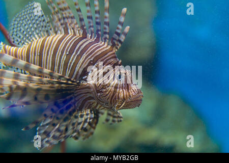 Big Lion Fish in the aquarium is swimming alone Stock Photo