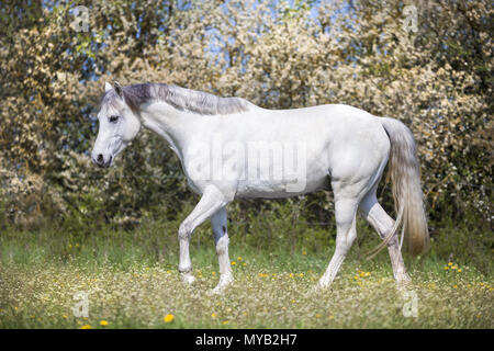 German Riding Pony. Gray gelding walking on a meadow. Germany Stock Photo
