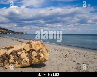 Fallen tree trunk on a sandy beach Stock Photo