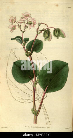 . English: Begonia cucullata var. hookeri (A.DC.) L.B.Sm. & B.G.Schub. (syn. Begonia semperflorens Hooker), Botanical Magazine 56: t. 2920. 1829. 11 October 2011. Hooker 68 Begonia cucullata var. hookeri Stock Photo