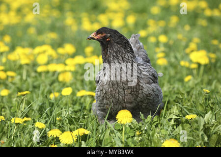 Domestic Chicken, breed: Partridge Brahma. Hen in a meadow with Dandelion flowers. Germany Stock Photo