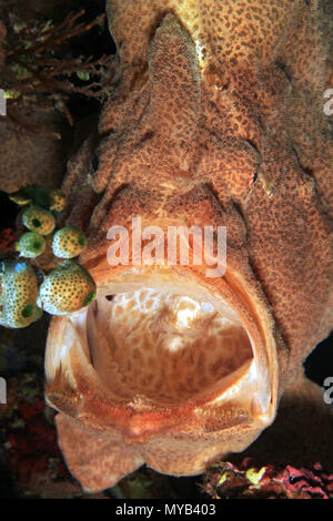 Giant Frogfish (Antennarius commerson) from Front, with Mouth Wide Open. Anilao, Philippines Stock Photo