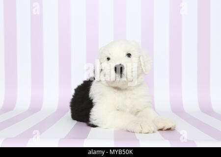 Old English Sheepdog. Puppy lying. Studio picture against a pink-and-white striped background. Germany Stock Photo