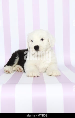 Old English Sheepdog. Puppy lying. Studio picture against a pink-and-white striped background. Germany Stock Photo