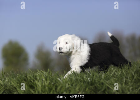 Old English Sheepdog. Puppy walking on a meadow. Germany Stock Photo