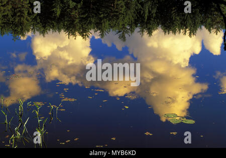 Scenic scene with clouds reflected in a lake with water-lilies, Algonquin National Park, Ontario, Canada Stock Photo