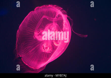 The Giant pink jellyfish is swimming in the sea, found it in Chonburi, Thailand Stock Photo