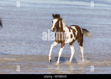 Pinto. Foal galloping in shallow water. Egypt. Stock Photo