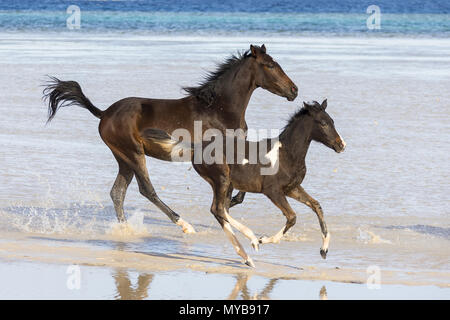 Barb horse. Bay horse and Pinto foal galloping in shallow water. Egypt. Stock Photo