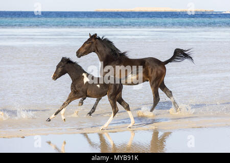 Barb horse. Bay horse and Pinto foal galloping in shallow water. Egypt. Stock Photo