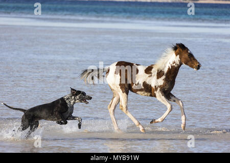 Pinto. Foal galloping in shallow water, followed by a dog. Egypt. Stock Photo