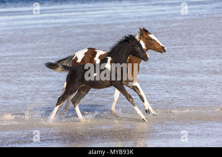 Pinto. Two foals galloping in shallow water. Egypt. Stock Photo