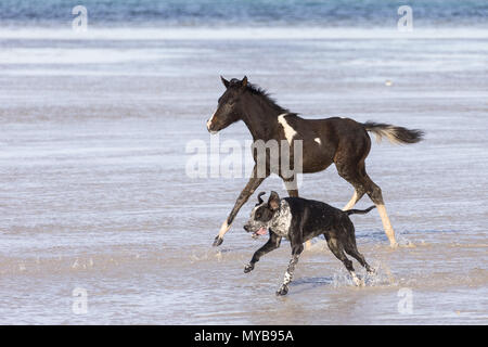 Pinto. Foal and dog galloping in shallow water. Egypt. Stock Photo