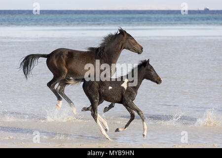 Barb horse. Bay horse and Pinto foal galloping in shallow water. Egypt. Stock Photo