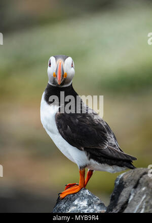 Puffin on Isle of May National Nature Reserve, Firth of Forth, Scotland, UK Stock Photo