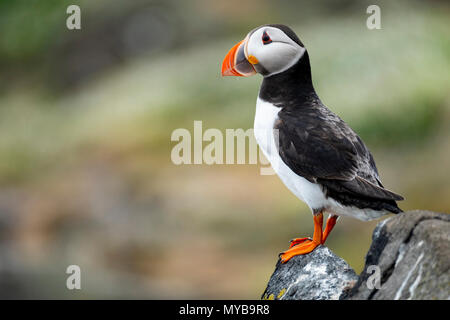 Puffin on Isle of May National Nature Reserve, Firth of Forth, Scotland, UK Stock Photo