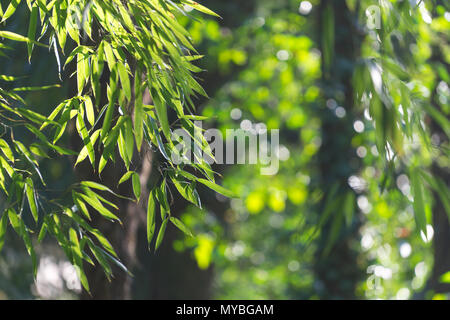Natural background with bamboo branches on blurred background with bokeh in Sunny day. Stock Photo