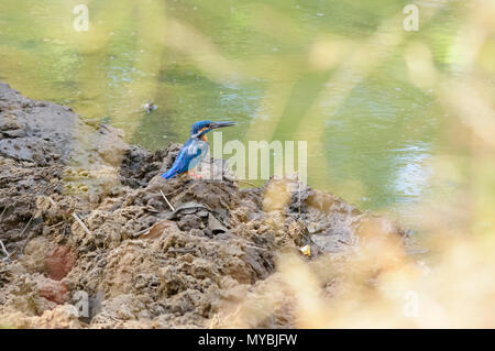 Common Kingfisher, Alcedo atthis beside water with copy space