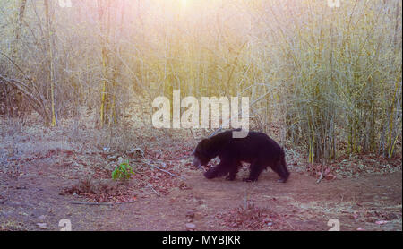 Sloth Bear, Labiated Bear, Melursus ursinus, feeding during early morning, copy space Stock Photo