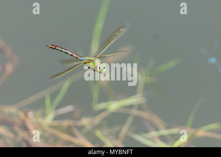 Emperor dragonfly (Anax imperator) Stock Photo