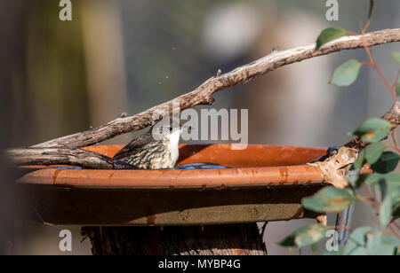 White-throated Treecreeper (Cormobates leucophaea) race 'leucophaea'. Stock Photo