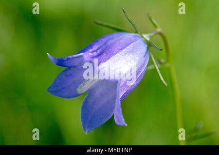 Harebell (campanula rotundifolia), known as Bluebell in Scotland, close up of a single flower. Stock Photo
