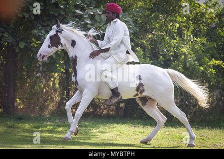 Marwari Horse. Rider on pinto mare galloping in a paddock, bareback and without tack. India Stock Photo
